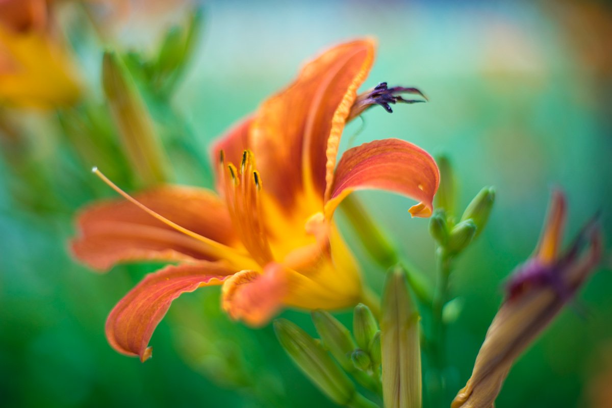 Canon EF 50mm F1.8 STM enfoque mínimo del objetivo. f1.8 1-640 ISO100