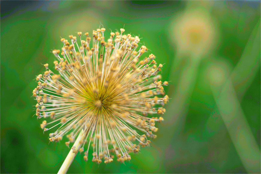 Canon EF 50mm F1.8 STM