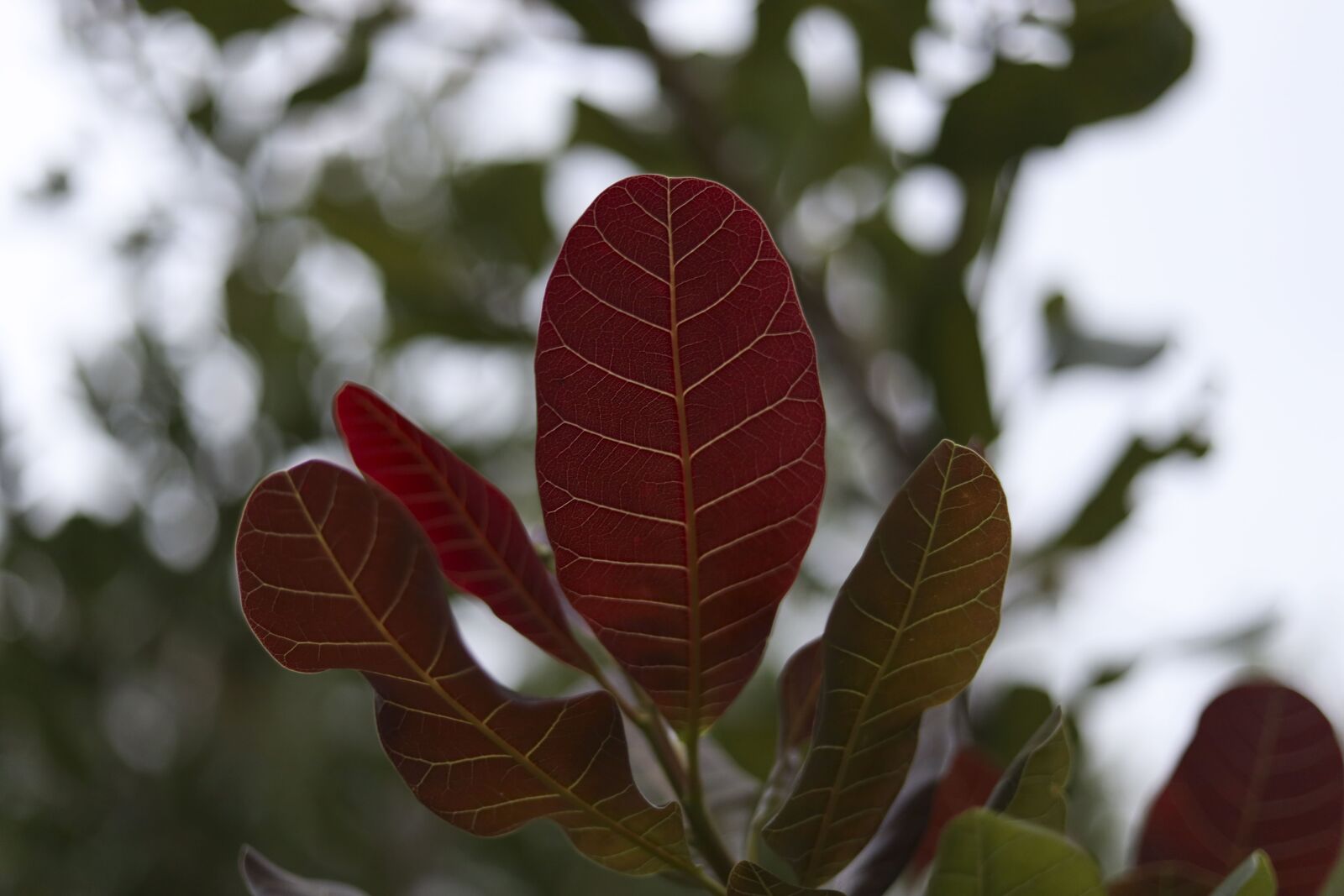 Canon RF 50mm f/1.8 STM Review 6 Canon EOS R + Canon EF 50mm F1.8 STM a 50mm f2 1-125seg ISO 800