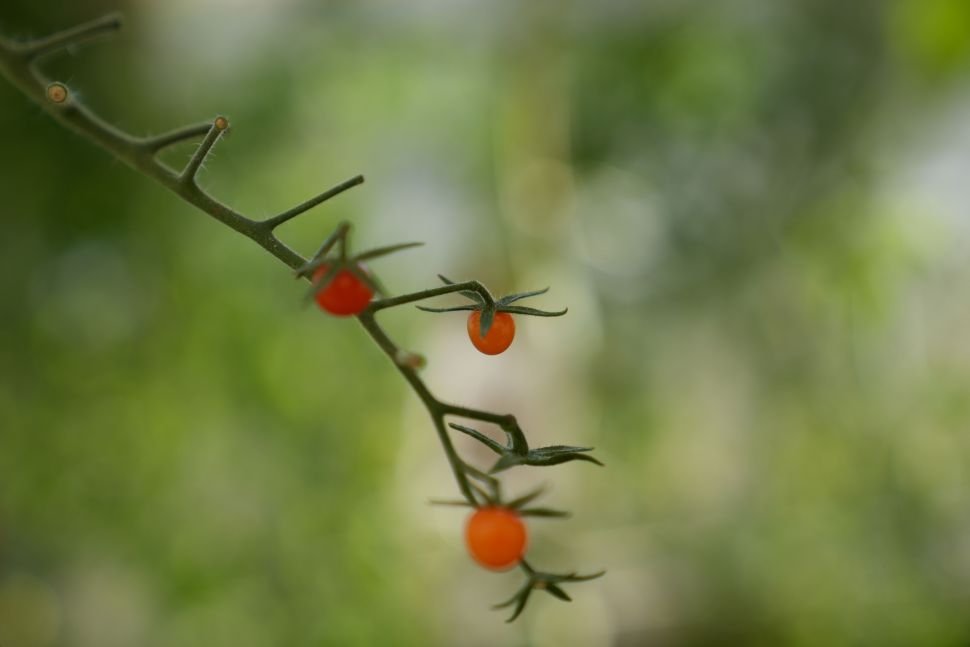 El AF de la A7 IV es bueno, pero aquí necesitamos el modo DMF (Enfoque Manual Directo) para persuadirlo de que era el pequeño tomate lo que queríamos, no el fondo. 