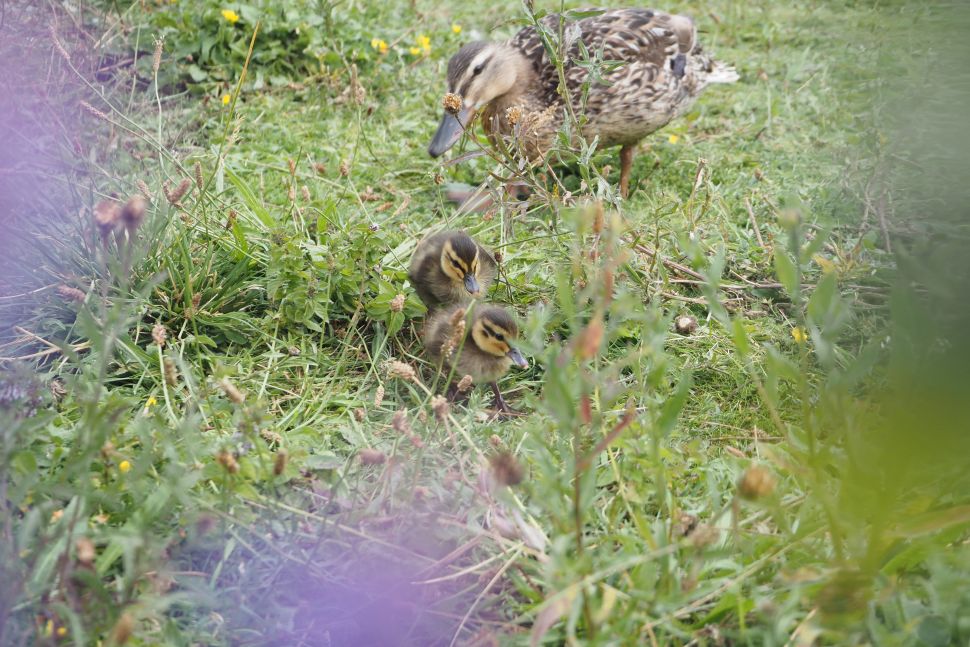 El modo de ráfaga silenciosa permite capturar imágenes en primer plano de animales silvestres asustadizos