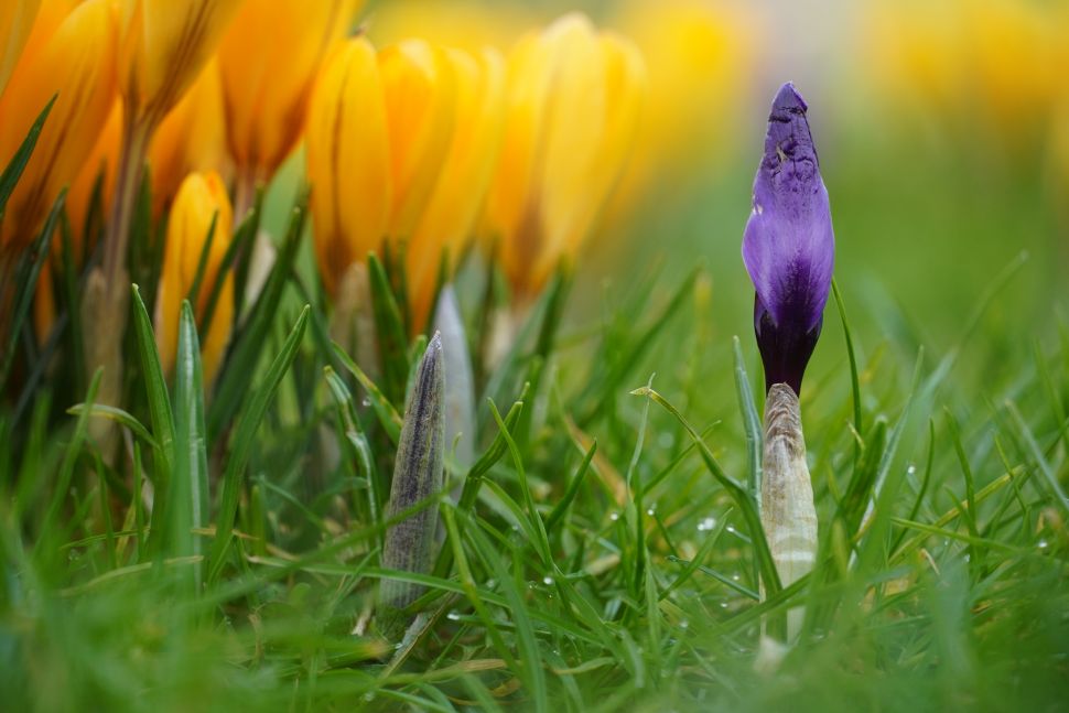 Sony Alpha 6400 Review 13 El objetivo opcional del kit de 18-135 mm enfoca muy cerca, y la pantalla abatible facilita la composición de las tomas a ras de suelo.