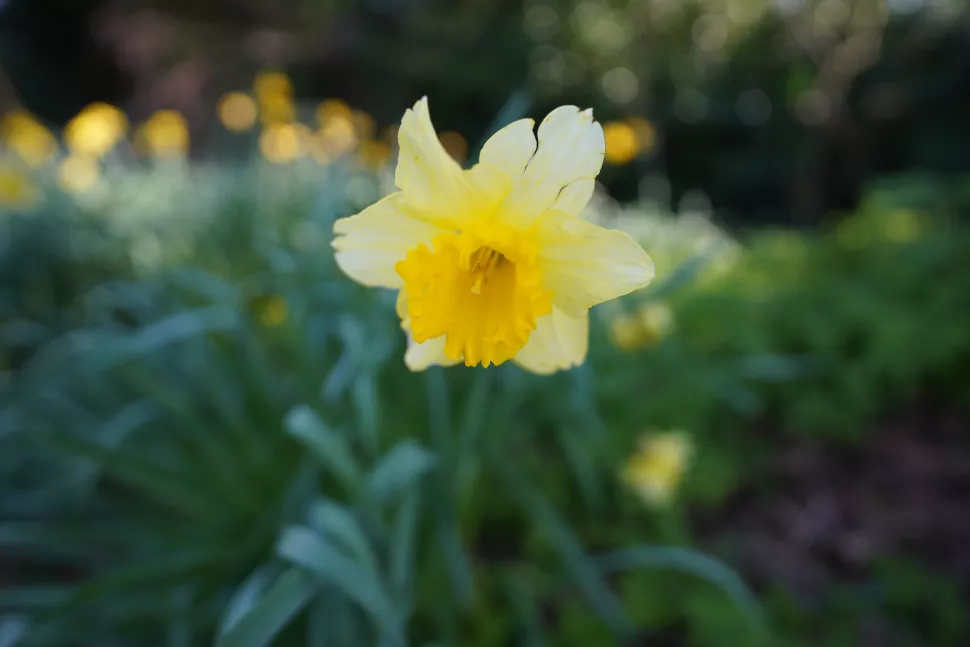 Sony FE 20mm F1.8 G Review 3 El objetivo proporciona a las zonas desenfocadas y a los discos de bokeh una agradable suavidad a f1,8