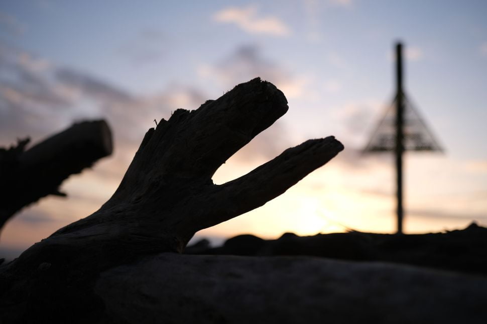 ¿Este viejo trozo de madera a la deriva se parece a un dinosaurio, o soy yo? Soy yo, ¿verdad? Disparar a f/1.4 ha dado un desenfoque de fondo realmente bonito. 