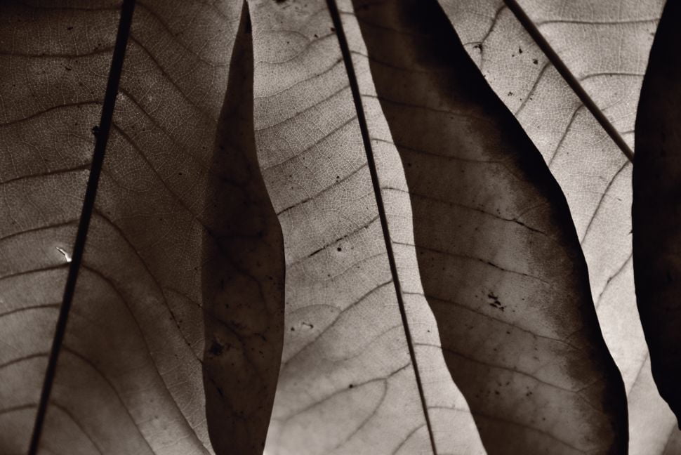 Imagen de muestra de la Nikon D750