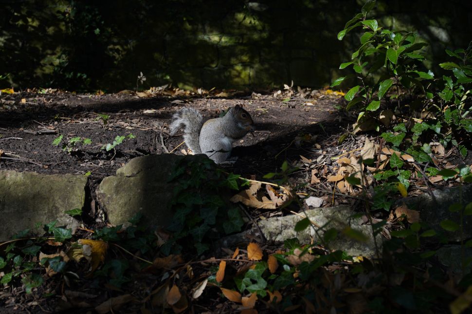 La exposición automática a veces necesita un ajuste -esta fue tomada con una compensación de -2EV-, pero puedes acercarte para ver el excelente detalle de la ardilla.
