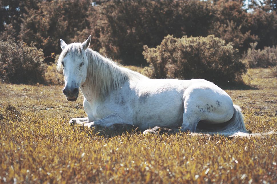 Olympus PEN E-PL7 + Olympus M.Zuiko 45mm f1.8 (1-2500 seg, f1.8, ISO200)