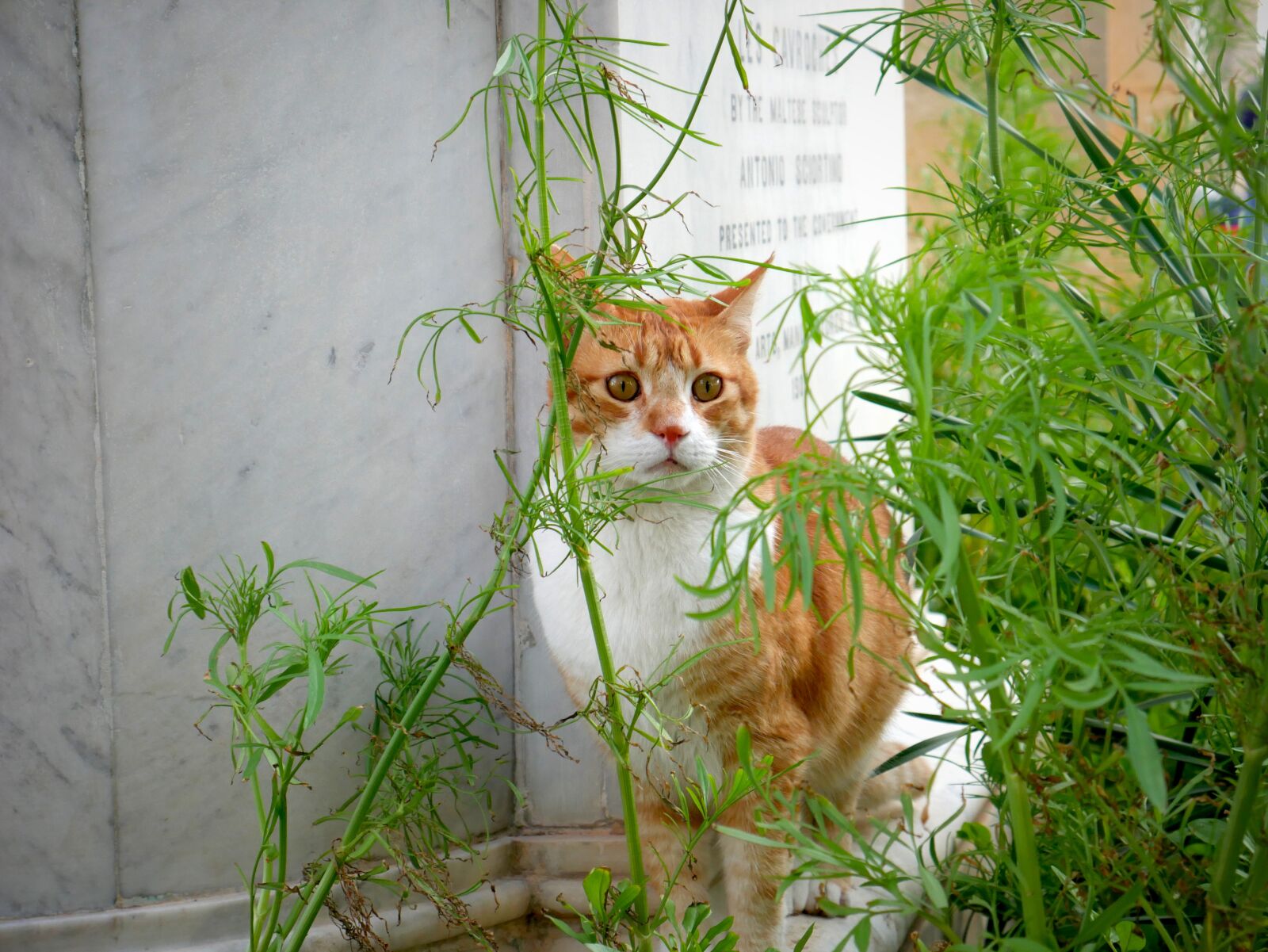 Panasonic Lumix DMC-G7KEC Review 5 Panasonic Lumix DMC G7 a 42mm f5.6 1 320 ISO 800