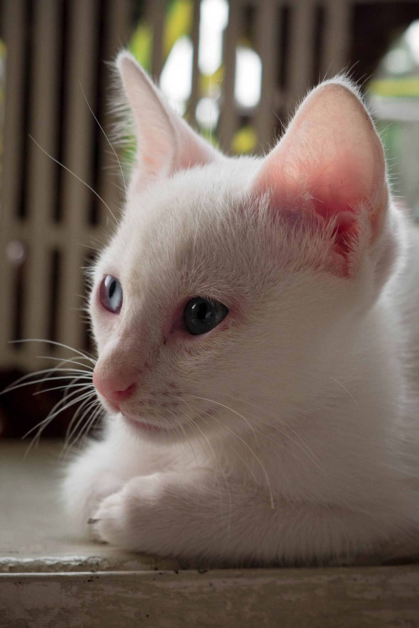 Panasonic Lumix DMC-G7KEC Review 7 Panasonic Lumix G7 + LUMIX G VARIO 14-42 F3.5-5.6 II a 31mm f5.6 1-125 ISO 1250