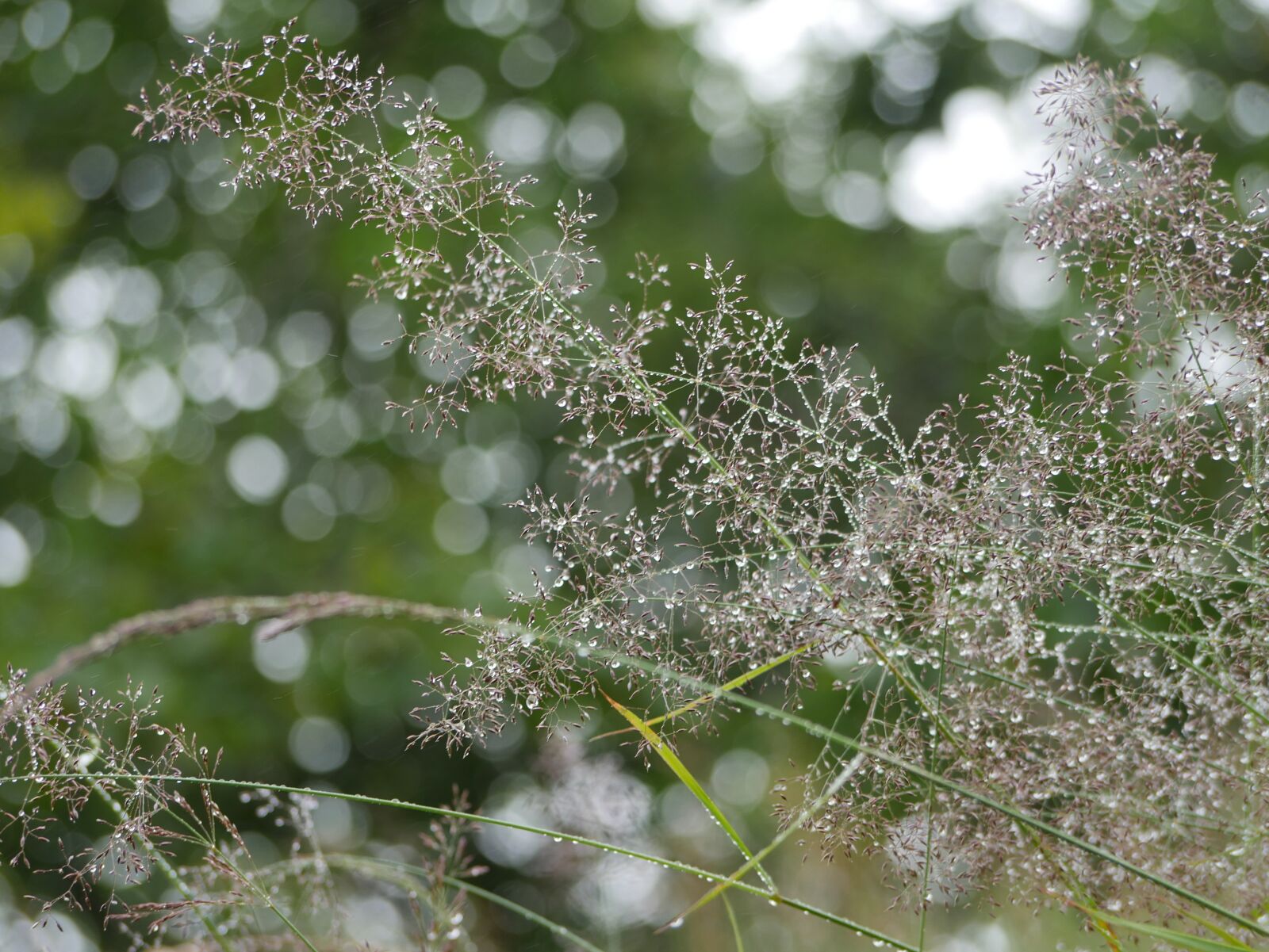 Panasonic Lumix DMC-G7KEC Review 6 Panasonic Lumix G7 a 67mm f4.2 1-160 ISO 200