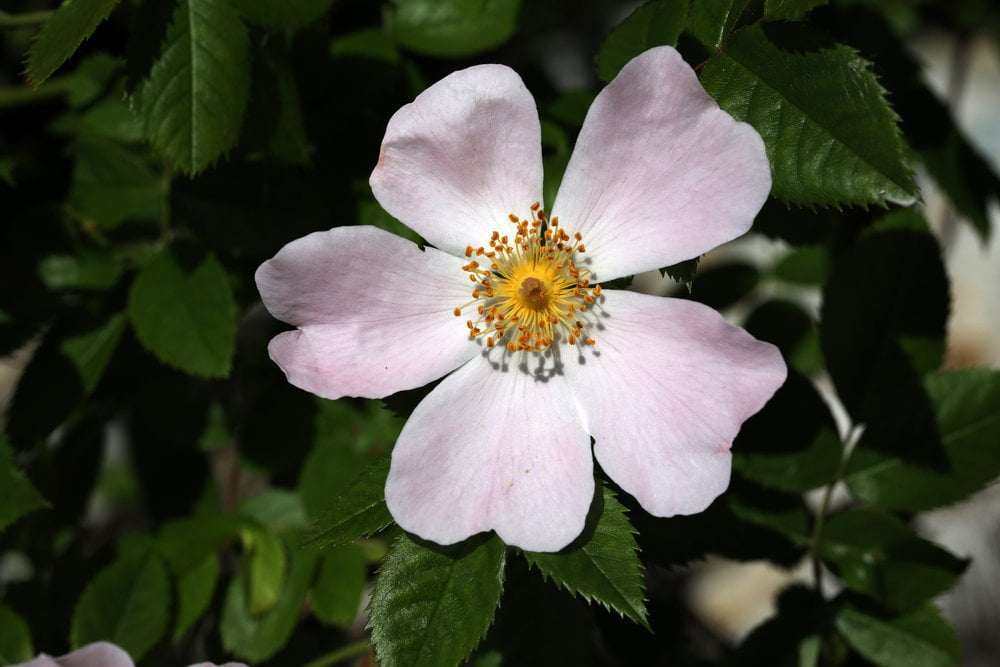 Sigma 70mm f2.8 DG Macro Art 1-500 sec f11 70mm ISO 100