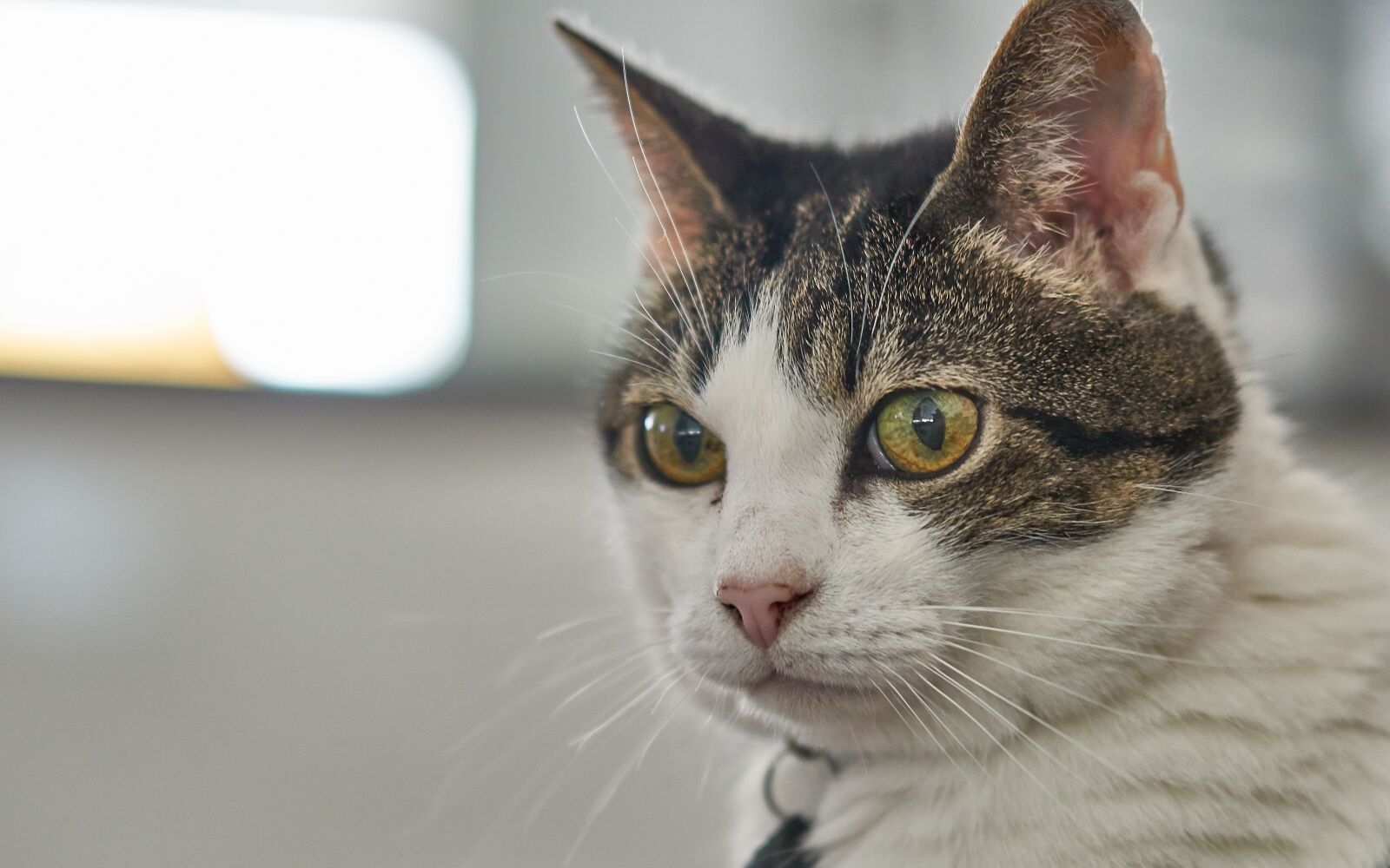 Sony Zeiss Planar T FE 50mm F1.4 ZA Review 4 Sony a6500 + Sony Planar T* FE 50mm F1.4 ZA a 50mm f1.4 1-100seg ISO 500