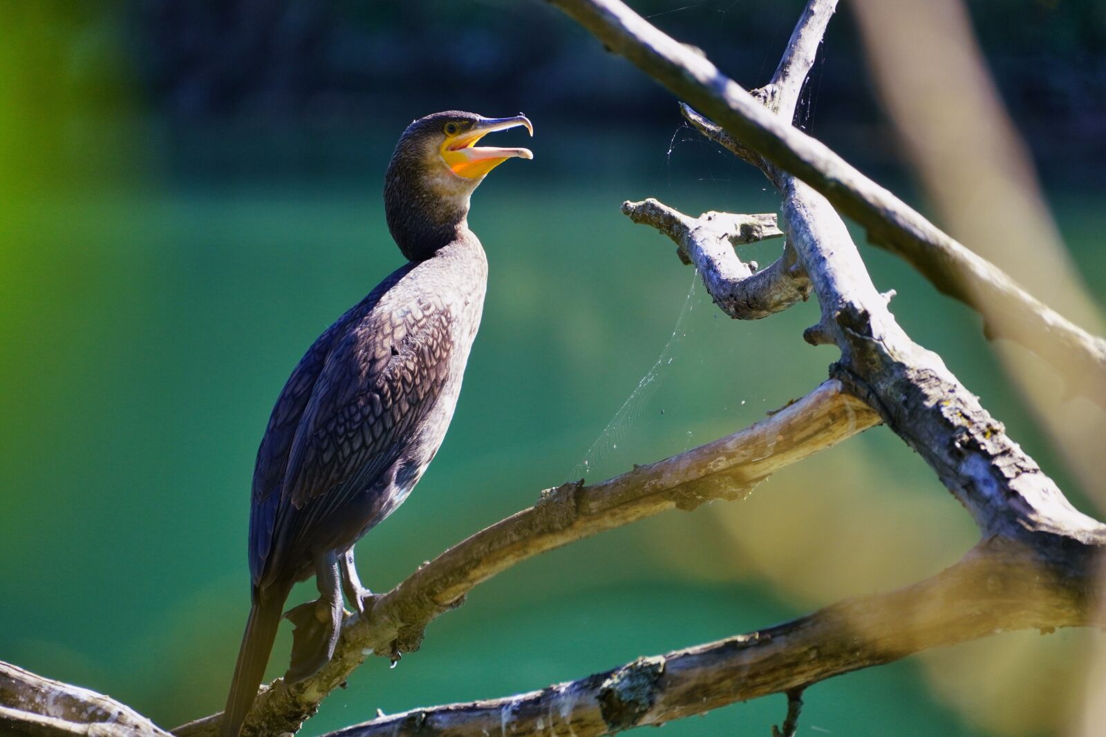 Sony Alpha 6600 Review 17 Sony a6600 + Sony E 70-350mm F4.5-6.3 G OSS a 350mm f6.3 1-500seg ISO 640