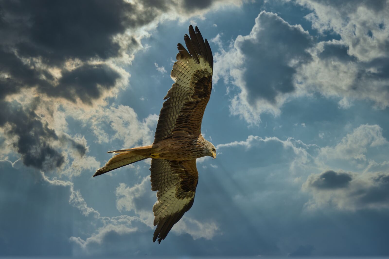 Sony Alpha 6600 Review 18 Sony a6600 + Sony FE 200-600mm F5.6-6.3 G OSS a 394mm f6.3 1-2000seg ISO 500