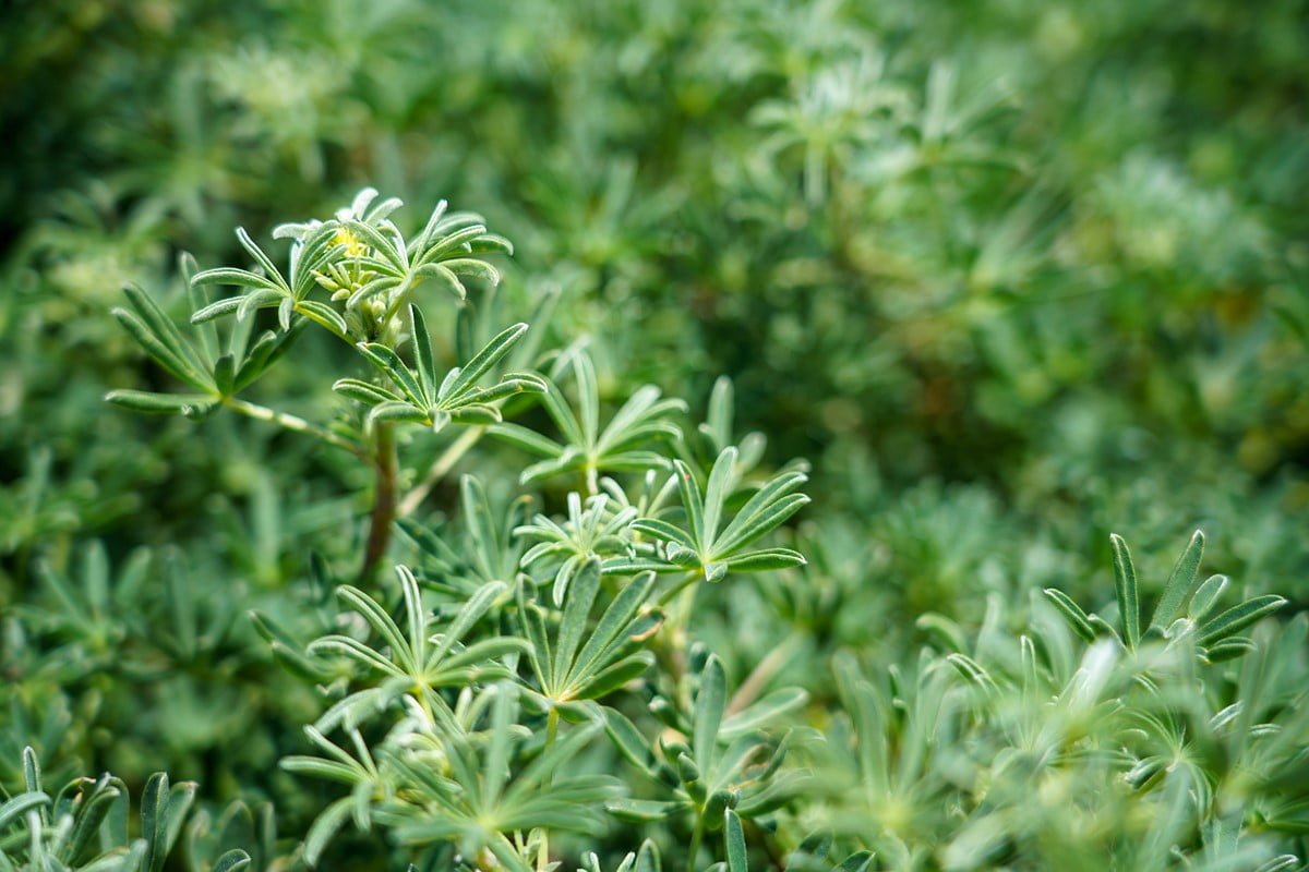 Sony FE 24-105mm f/4 G OSS Review 7 Sony a7R III + Sony FE 24-105mm F4 G OSS a 64 mm 1-800 sec f4 ISO 100