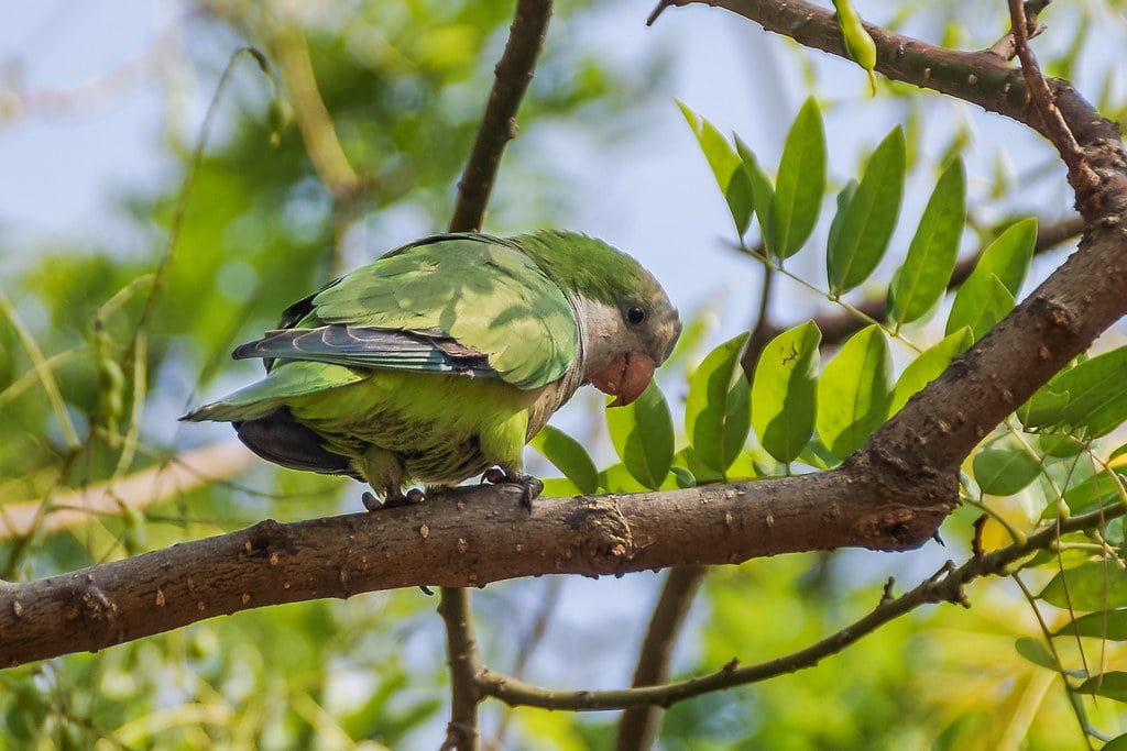 Tamron AF 18-200 mm F3.5-6.3 XR Di II VC