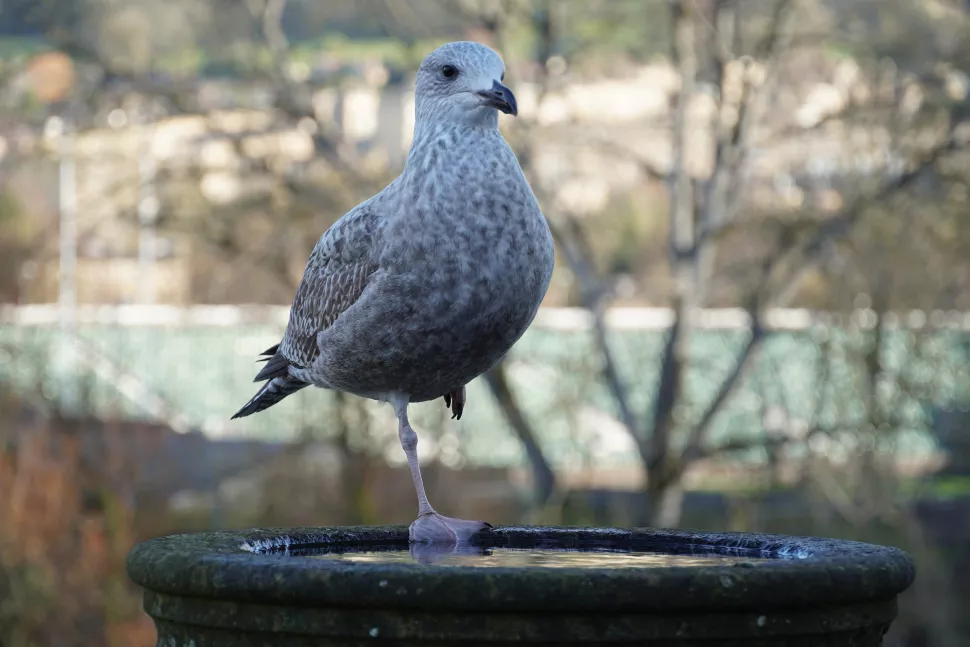 Sony Alpha 6600 Review 11 Tomada con la Sony A6600