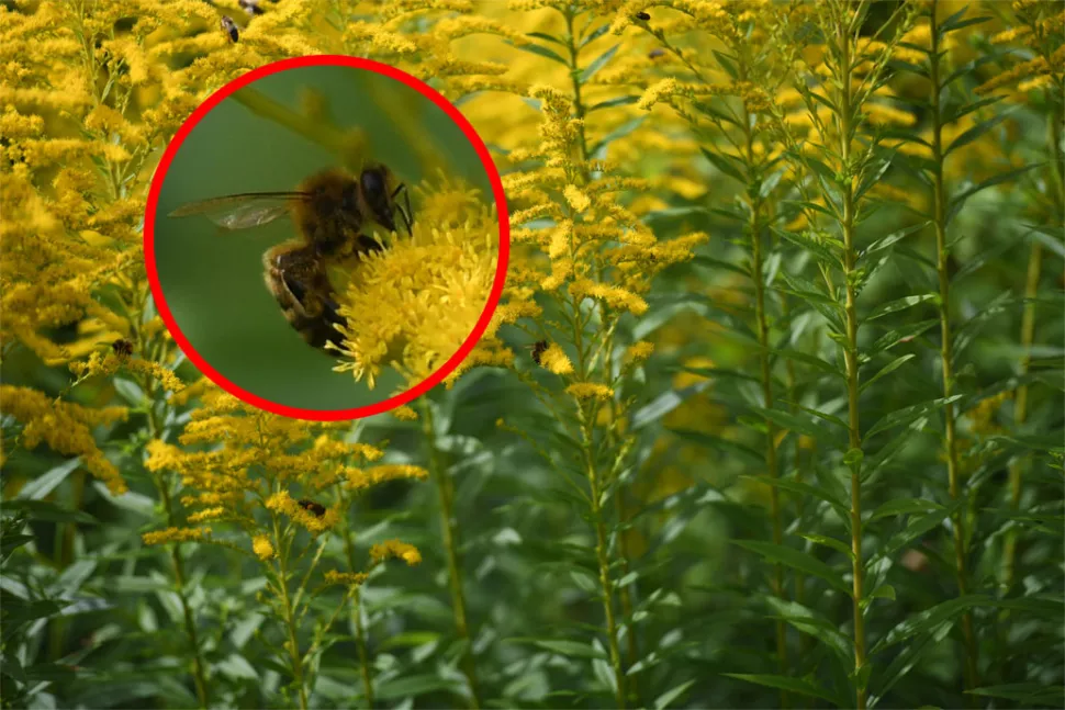 ¿Ves la pequeña abeja en el centro de esta foto? La hemos ampliado aproximadamente 8 veces para que pueda ver el detalle que ha captado la D850, y eso que fue una foto tomada a mano a toda prisa.