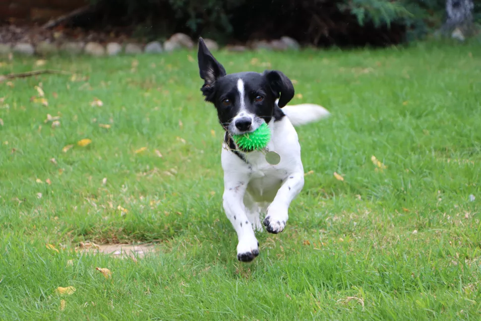 perro con juguete canon 90d 2