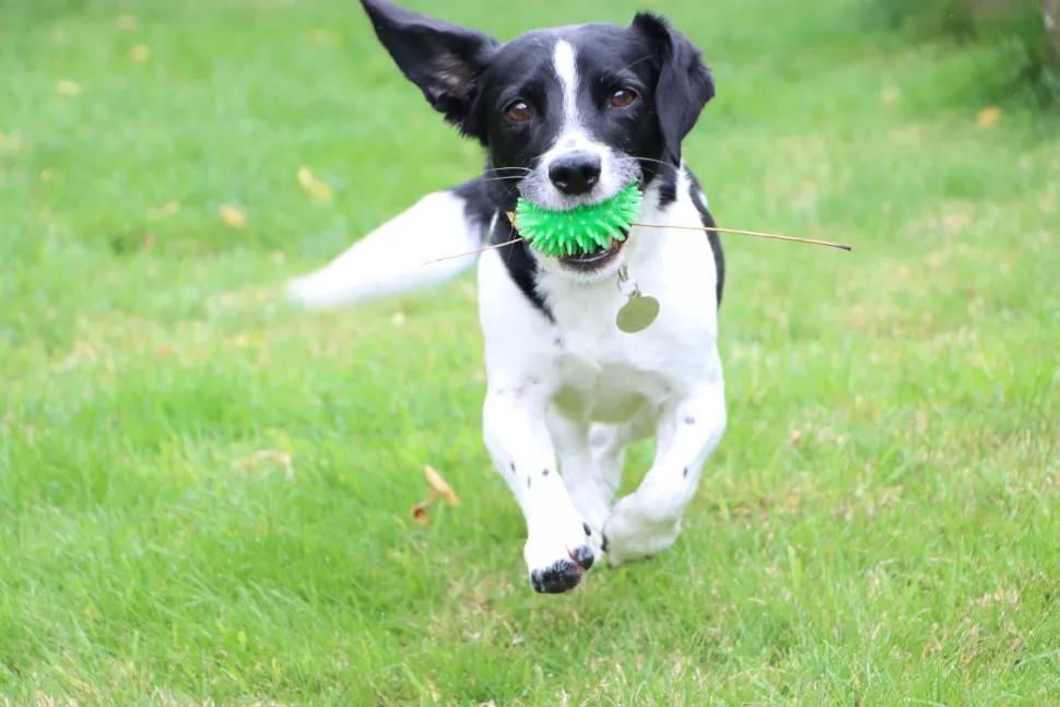 perro con juguete canon 90d 3