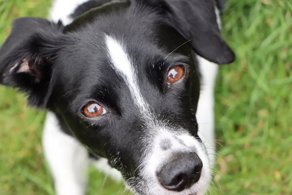 Canon EOS 90D Review 20 perro con juguete canon 90d 4