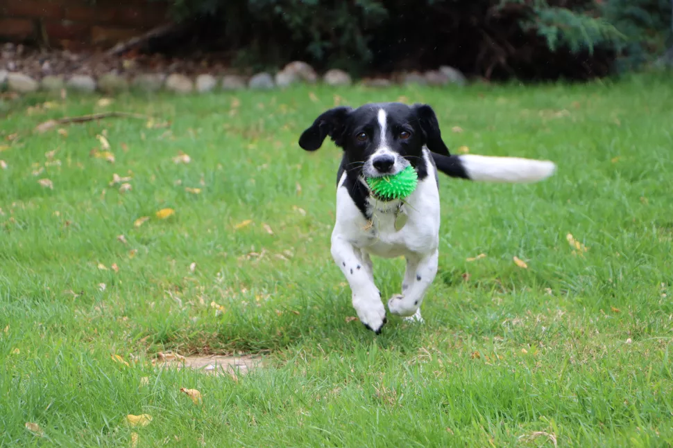 perro con juguete canon 90d